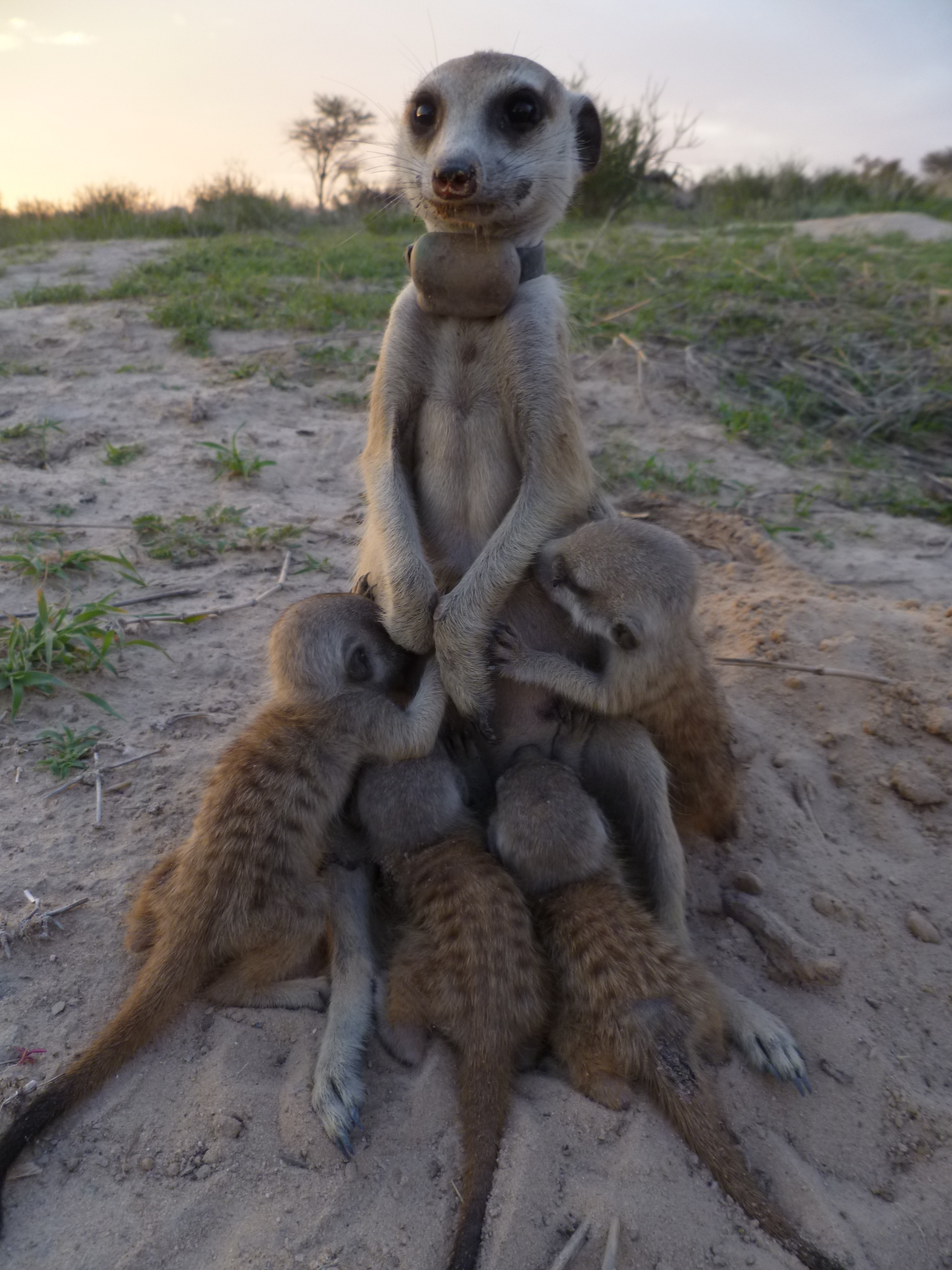 I cuccioli di suricata pagano il prezzo quando mamma è la boss.