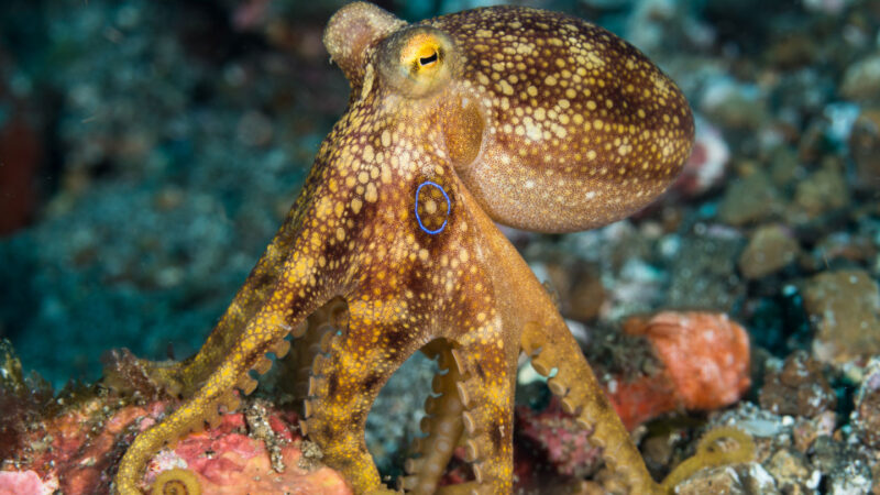 Impariamo sugli octopus