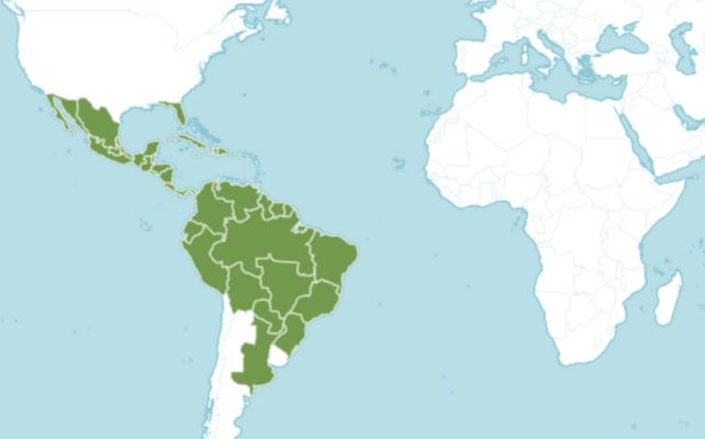 Mappa di distribuzione di Trema micranthum blume, che mostra la sua presenza in Sud America