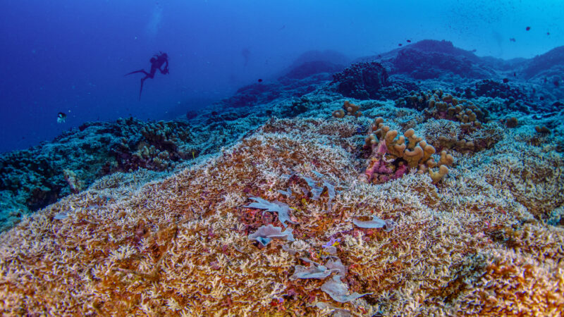 The world’s largest coral is longer than a blue whale