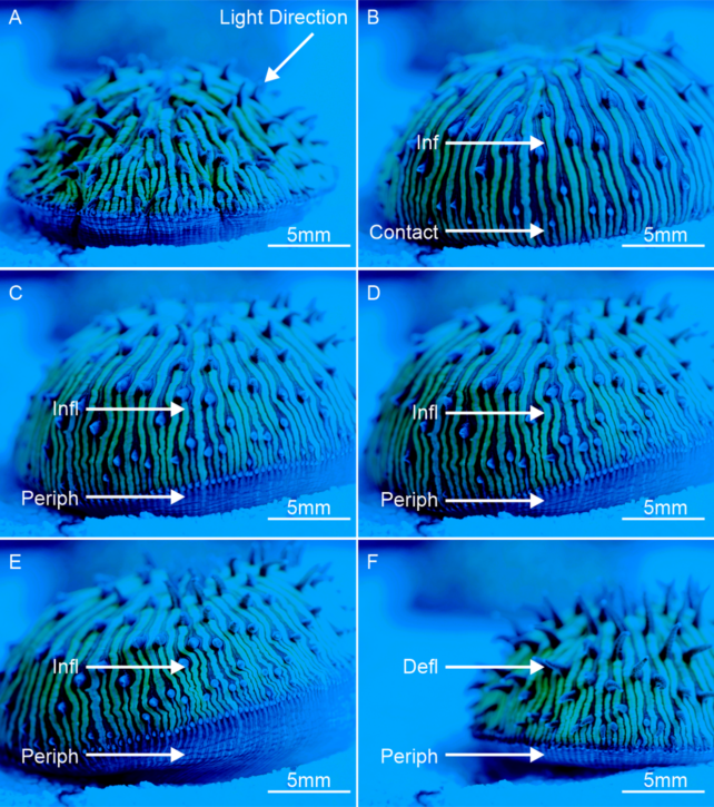 diagramma a sei pannelli mostra lo stesso corallo che si muove gradualmente verso la luce blu, con gonfiaggio/sgonfiaggio del tessuto periferico etichettato.